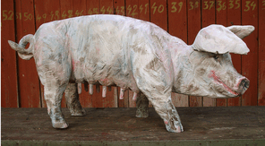 Schwein Anke, oak, 4 l=120cm